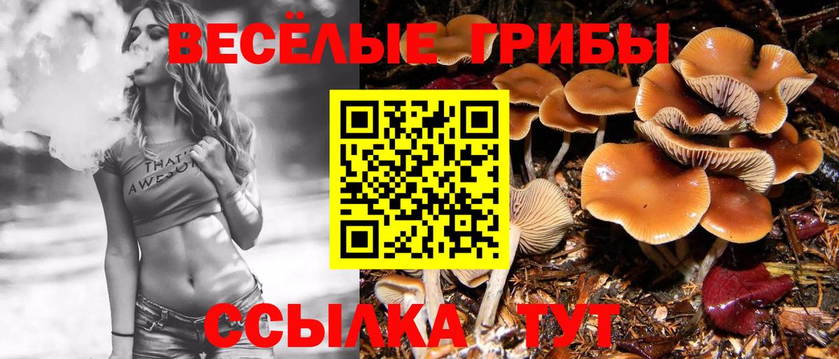 Псилоцибиновые грибы Psilocybe Курчалой